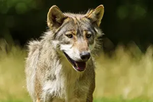 Curiosity: A curious wolf with brown fur stands in the grass and looks ahead