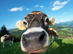 Taurus: Curious young calf (Bos primigenius taurus) stretches