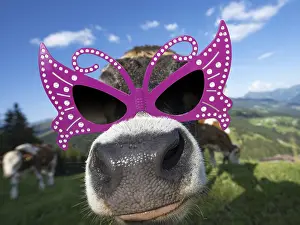 Brixen: Curious young calf, wearing sunglasses