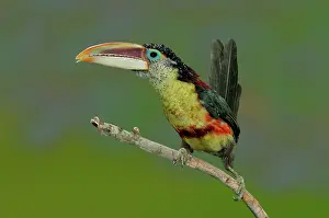Curl: Curl-crested Aracari Alert