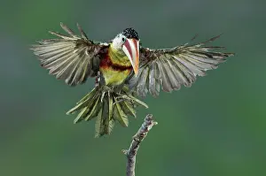 Curl: Curl-crested Aracari about to land