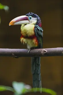 Aracaris: Curl - crested Aracari - native to the Amazon basin
