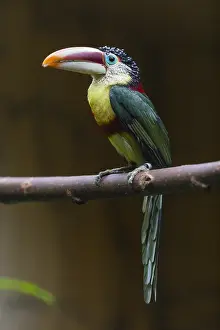 Amazonian: Curl - crested Aracari - native to the Amazon basin