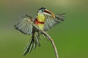 Curl: Curl-crested Aracari about to perch