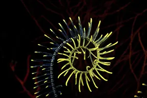 Echinoderms: Curl of feather star or crinoid, Walindi, West New Britain