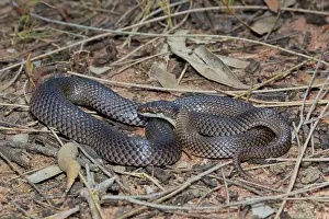 Curl: Curl Snake