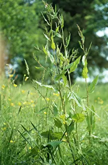 Rumex: Curled DOCK