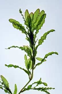 Pondweed: Curled PONDWEED