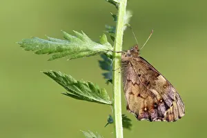 Tansy: Curled Tansy