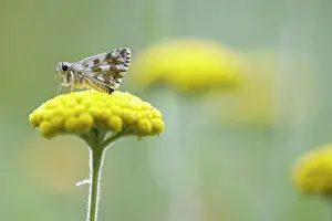 Grizzled: Curled Tansy
