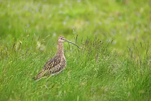 Numenius: Curlew