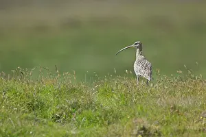 Numenius: Curlew
