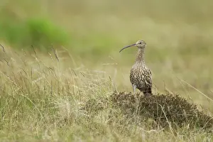 Numenius: Curlew