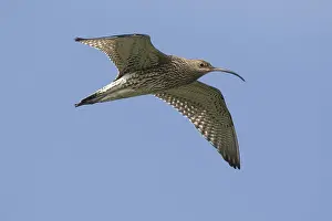 Numenius: Curlew - adult bird in flight - Germany