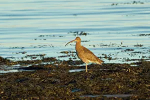 Numenius: Curlew adult in seaweed winter
