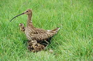 Arquata: Curlew - adult with young