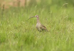 Curlews: Curlew - On the alert in grassland