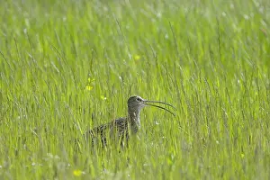 Arquata: Curlew - Calling