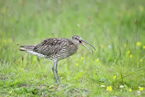Arquata: Curlew - Calling