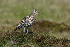 Warn: Curlew - calling alarm to warn chicks, in nesting territory