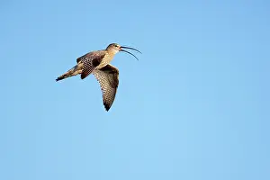 Arquata: Curlew - Calling In Flight