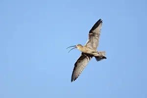 Arquata: Curlew - Calling In Flight