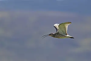 Numenius: Curlew - calling in flight
