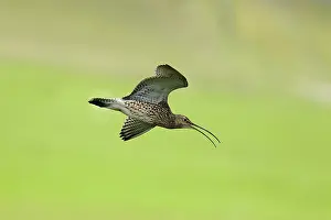 Numenius: Curlew - calling in flight
