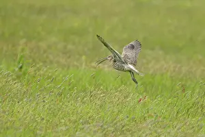 Numenius: Curlew - calling in flight