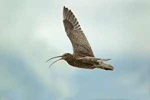 Numenius: Curlew - calling in flight