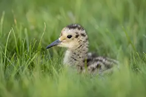 Curlews: Curlew Chick - Yorkshire - UK