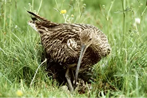 Elizabeth Bomford: CURLEW - chicks hatching under adult