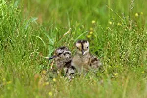 Curlews: Curlew - Chicks in nest site with eggshells