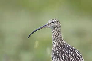 Arquata: Curlew - close up