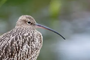 Curlews: Curlew - Close up of adult standing on shore