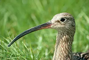 Arquata: CURLEW - close-up of head and beak