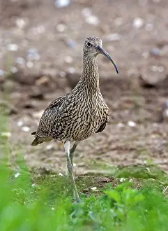 Curlews: Curlew - Close up walking