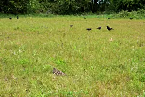 Rook: Curlew - Crouching low to hide from rooks