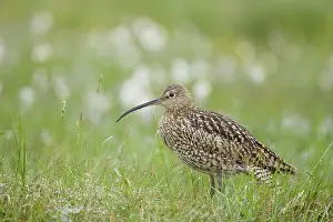 Arquata: Curlew - with early morning dew