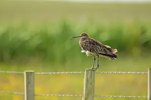 Curlew: Curlew - on fence post