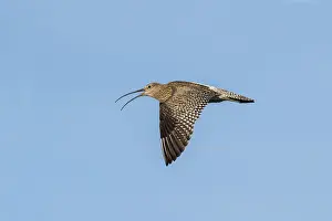 Curlew: Curlew in Flight - Calling - Yorkshire - UK