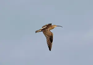 Curlews: Curlew - in flight - showing overwing