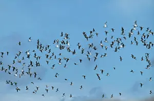 Arquata: CURLEW - FLOCK IN FLIGHT