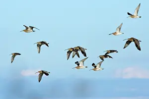 Arquata: Curlew - flock flying along coast in autumn