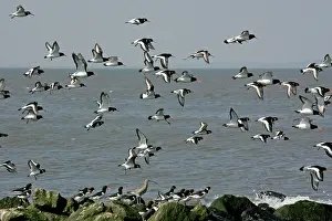 Haematopus: Curlew - with flock of Oystercatchers (Haematopus