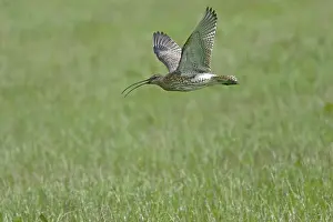 Arquata: Curlew - flying over breeding grounds
