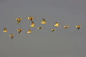 Curlews: Curlew - Flying late evening light