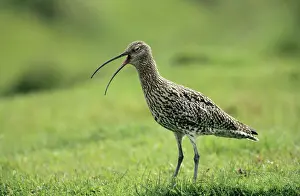 Curlews: CURLEW - giving alarm call