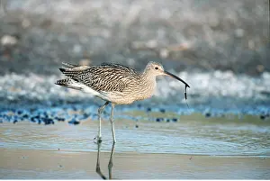Curlew: CURLEW - juvenile, wading at shore edge