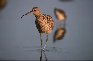 Curlew: CURLEW - juvenile wading in water